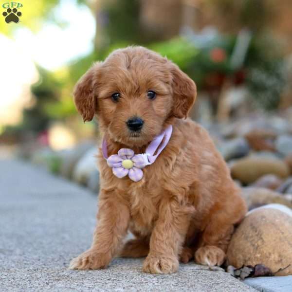 Narcissa, Mini Goldendoodle Puppy